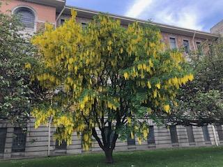 Laburnum Tree fell near Crease Building - Image 4
