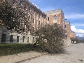 Laburnum Tree fell near Crease Building - Image 3